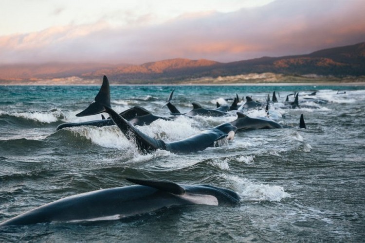 145 kitova se nasukalo na obali Novog Zelanda: "Nikada neću zaboraviti njihove vapaje"