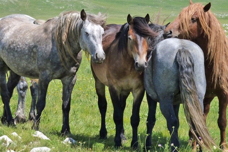 Pored ceste kod Livna pronađen raskomadan divlji konj