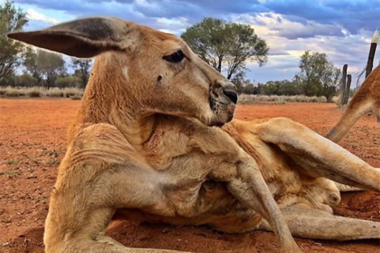 Preminuo najpoznatiji kengur na svijetu
