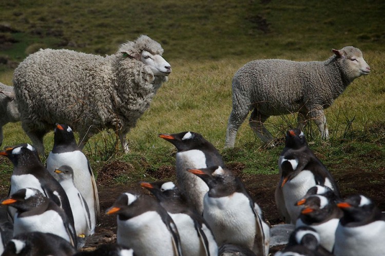 Prodaje se ostrvo puno pingvina i ovaca
