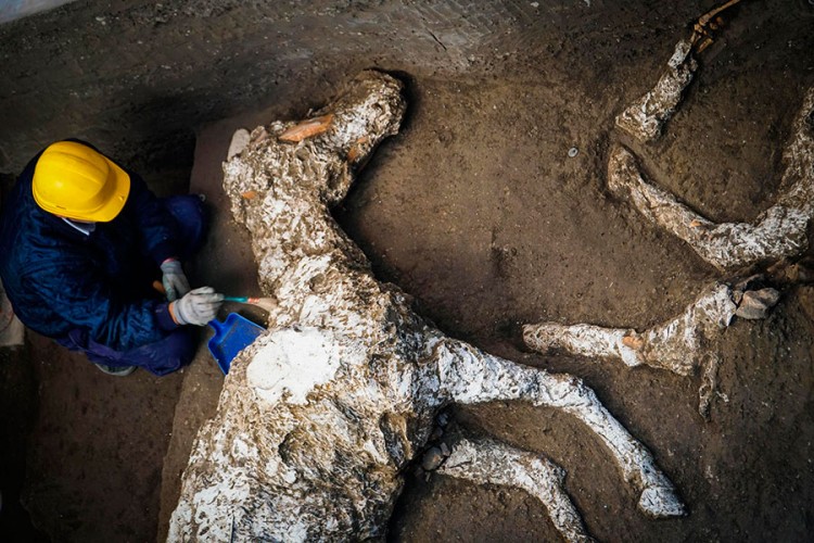 Pronađen okamenjen konj kod Pompeje