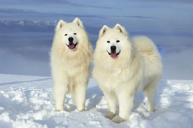 Samojed: Nasmijani lajavac željan igre