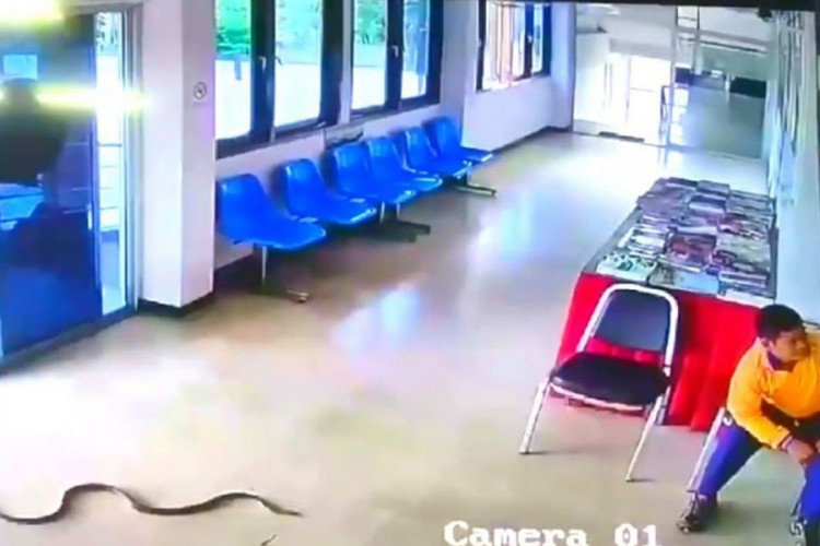 Zmija ušla u policijsku stanicu i napala čovjeka, njegova odbrana postala viralna