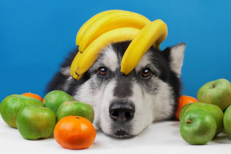 Koliko i koje voće pas smije da jede?