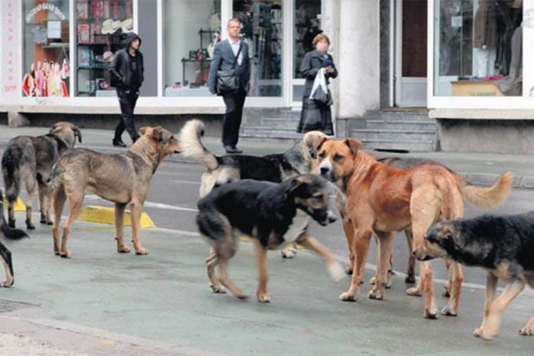Njemačka želi udomiti i pse lutalice iz BiH