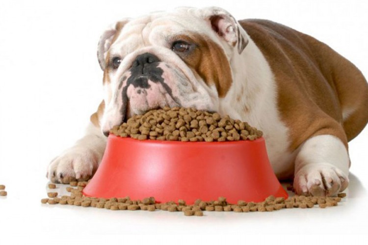 Koliko vaš pas zaista treba da jede?
