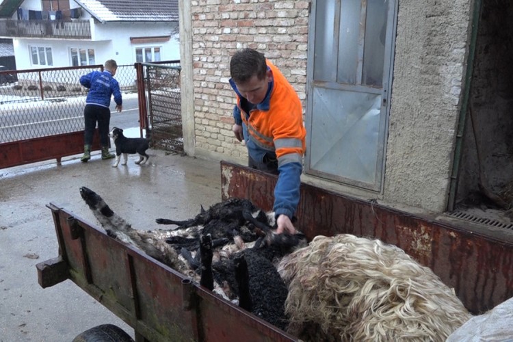 Psi lutalice poklali ovce u selu Šehovci, kod Sanskog Mosta