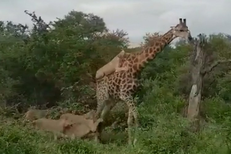 Žirafa se odbranila od lavova nakon četiri sata borbe