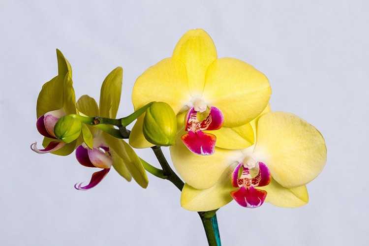 Nagovorite orhideju da ponovo procvjeta