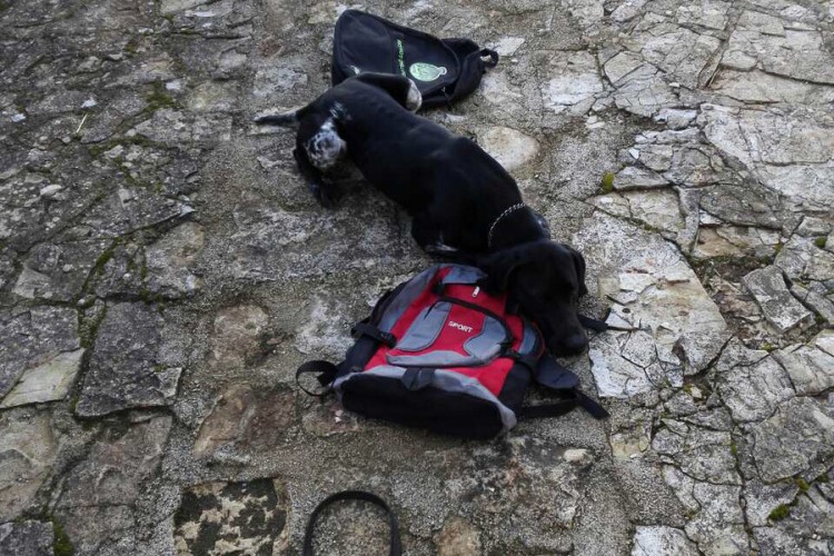 Policijski pas u Puli pronašao kilogram heroina