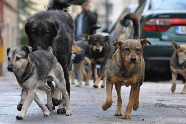 Opština iz Hrvatske godinu dana plaća troškove za udomljavanje psa
