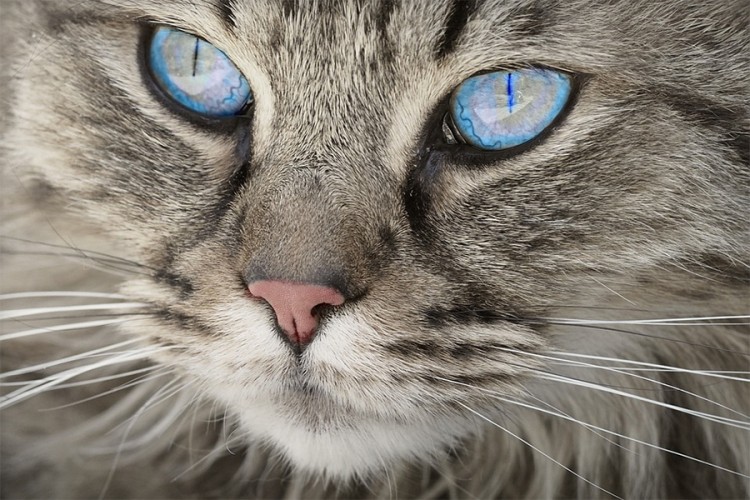 Mačke mogu dovesti do šizofrenije?