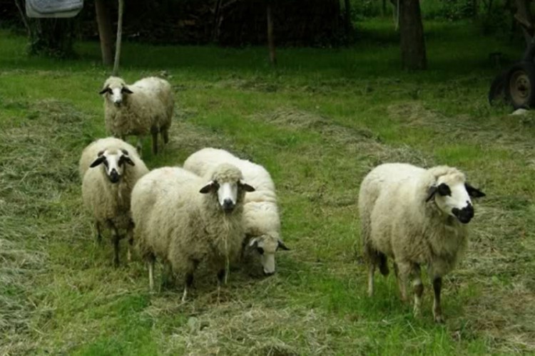 Identifikovani Banjalučani osumnjičeni za krađu ovaca