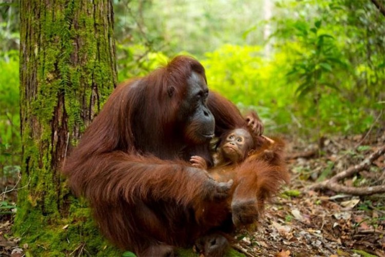 Komšijski orangutan, DNK pokazao ko je pravi tata