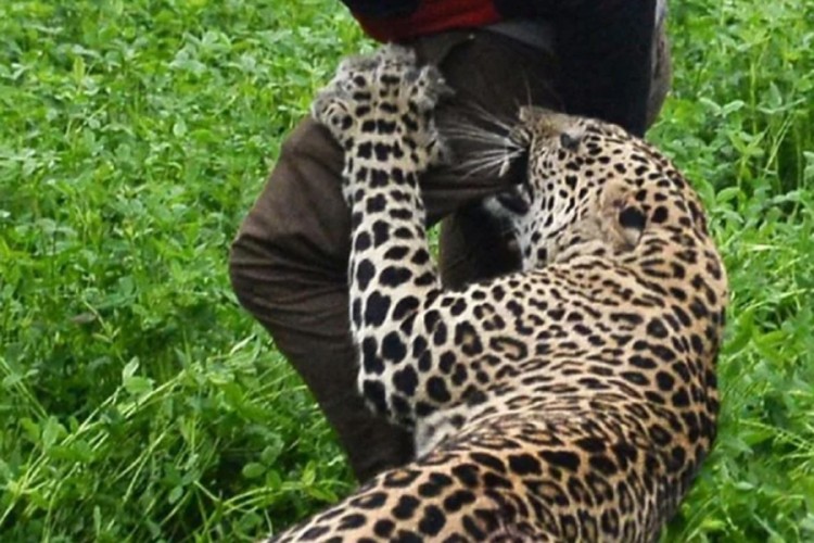 Leopard "zalutao" u selo i napao ljude, objavljen snimak