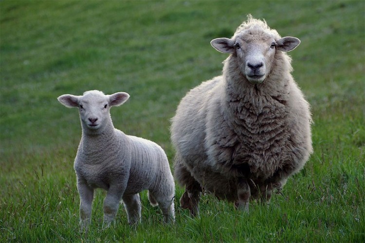 Banjalučani krali ovce i u Prnjavoru