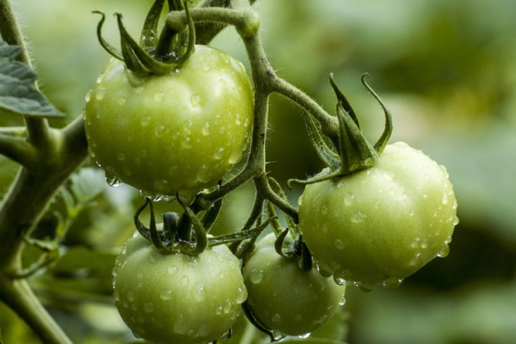 Zeleni paradajz liječi proširene vene