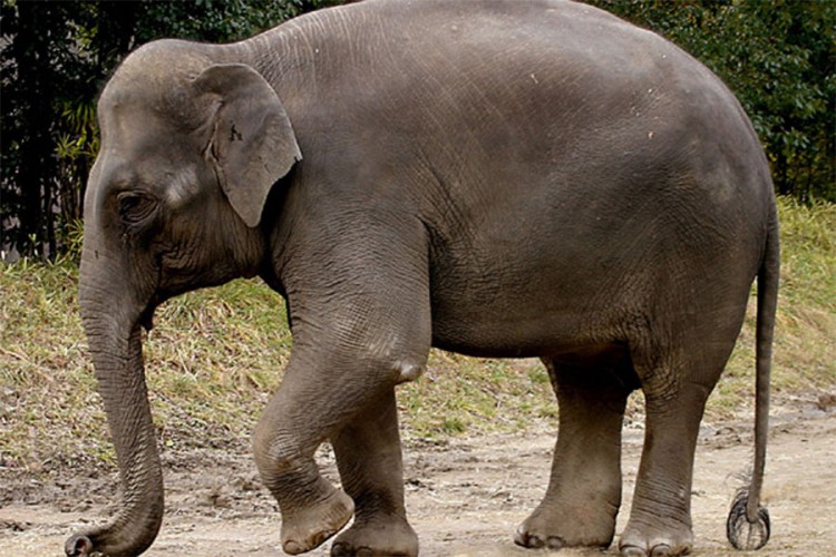 Najstarija slonica preminula u 88. godini