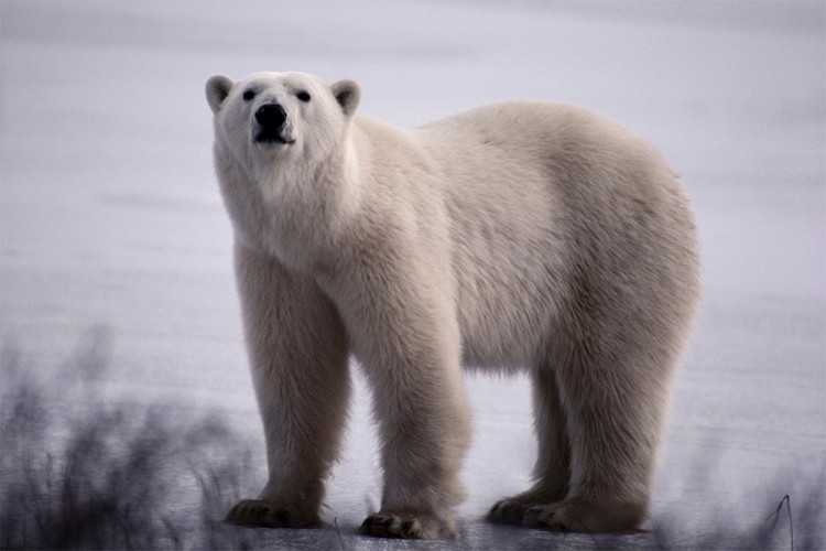 Vanredno stanje u Rusiji: Masovna invazija polarnih medvjeda