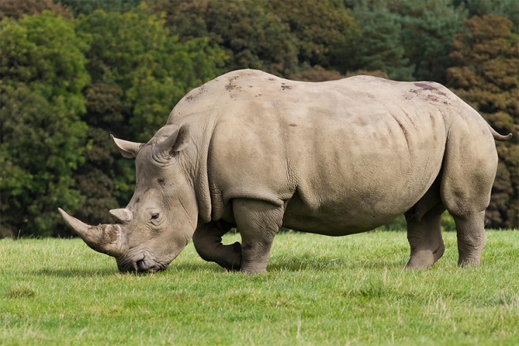 Lovokradice ubile 769 nosoroga
