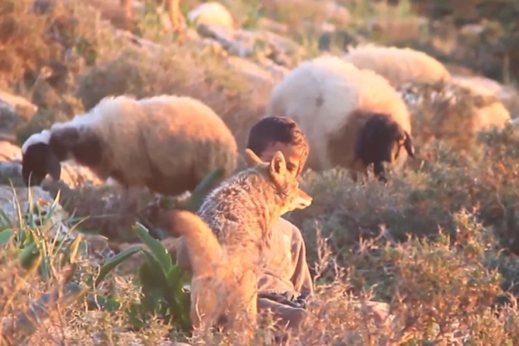 Dječak Hamza pripitomio vuka, sad zajedno čuvaju ovce