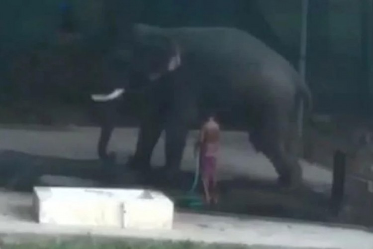 Tukao slona pred kamerom, životinja legla na njega i ubila ga