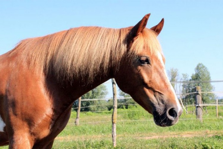 BiH počela izvoziti konje u Evropsku uniju
