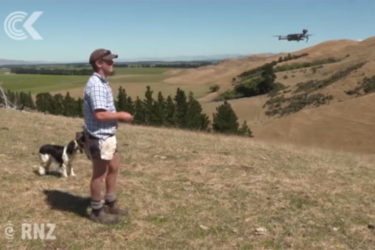Leteći čobani: Dronovi čuvaju ovce