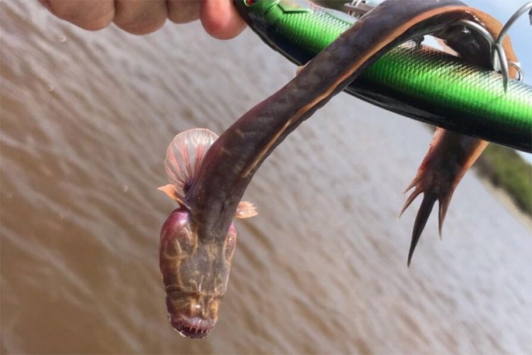 Australijski ribar ulovio neobično stvorenje