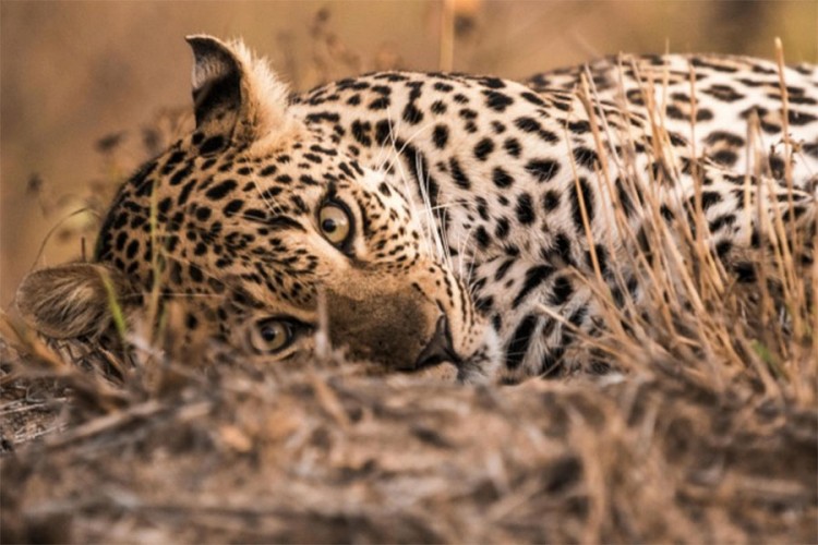 "Izumrli" leopard se pojavio nakon 30 godina