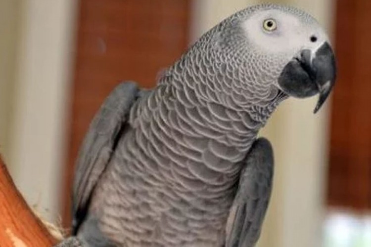 Papagaj se vratio kući poslije četiri godine, ali govori drugi jezik