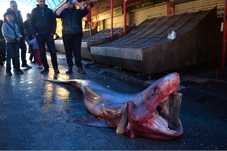 Ribari u Mersinu upecali četiri metra dugog morskog psa