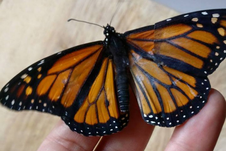 Leptiru izvršila "transplantaciju krila" kako bi mogao da leti