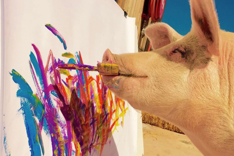 Pigcasso - svinja umjetnik koja na slikama zarađuje hiljade dolara