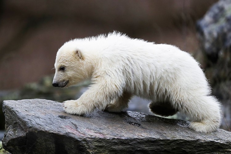 Novo mladunče polarnog medveda u berlinskom zoo vrtu