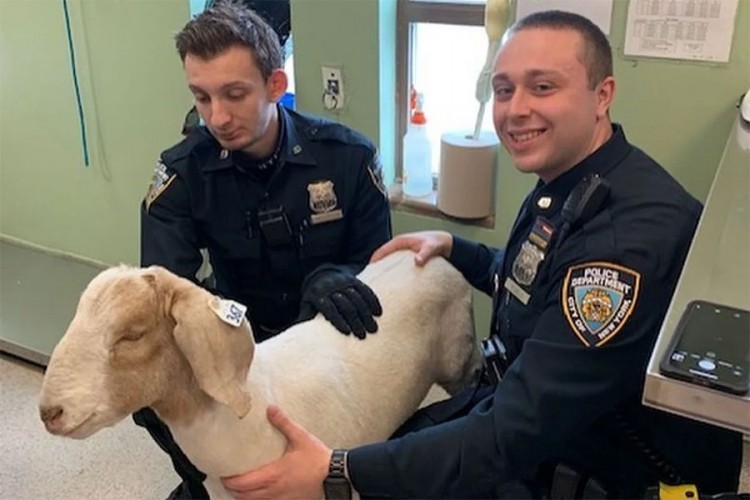 Koza pobjegla iz klaonice, policija je ganjala po ulicama Njujorka