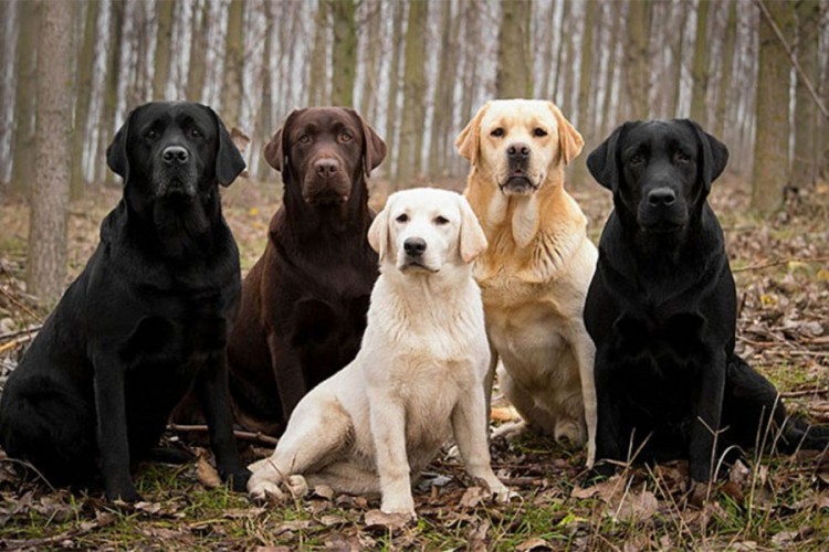 Labradori već 28 godina najpopularnija rasa psa u SAD