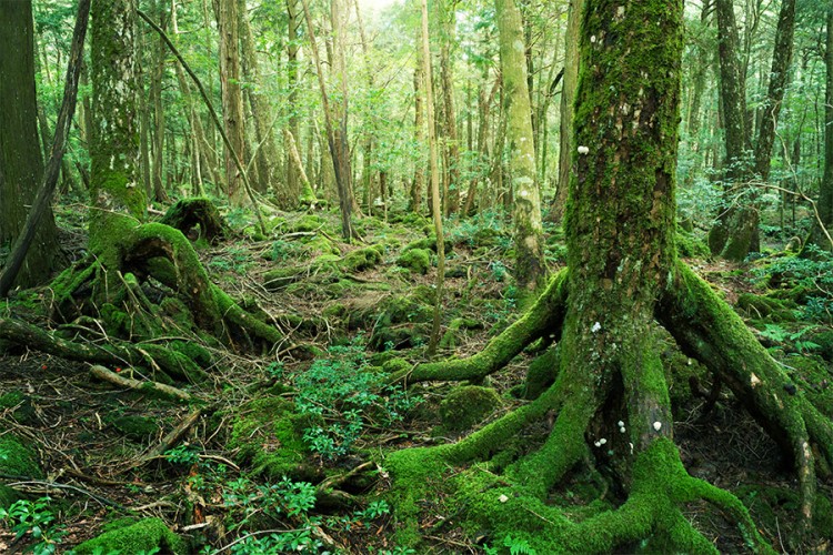 Svjetski dan šuma: 43 odsto površine EU prekriveno šumom