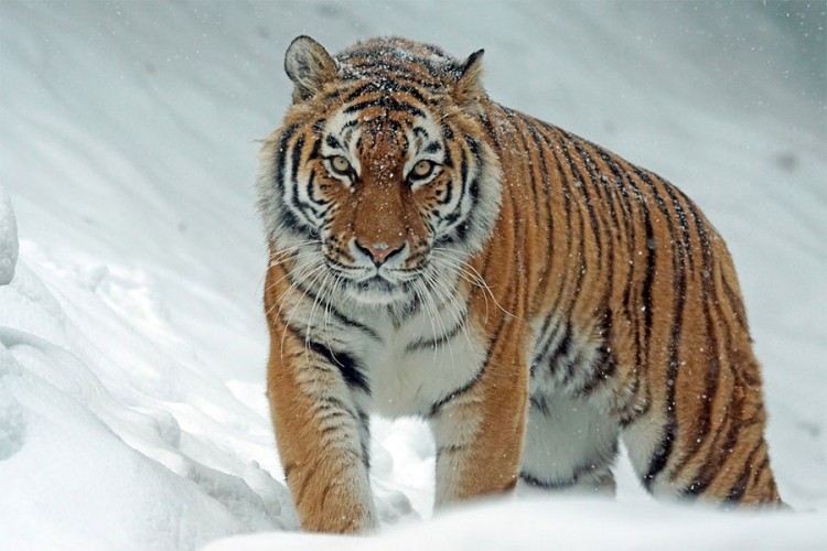 Ruski seljak ubio sibirskog tigra koji mu je upao u štalu