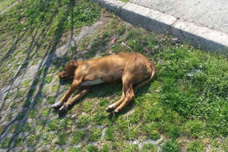 Masovno trovanje pasa u Podgorici
