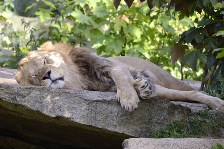Uznemirujući video: Svijet zgrožen snimkom ubistva lava na spavanju