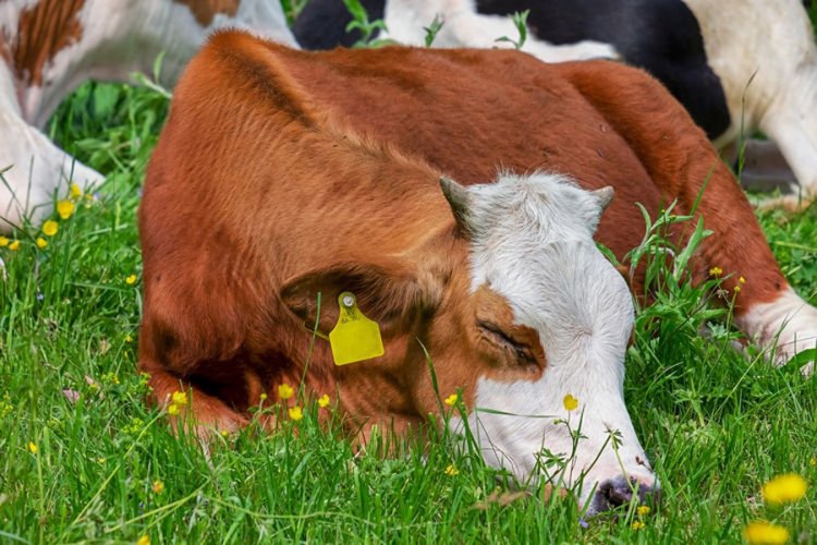 Vjetrenjače i solarni paneli krivi za misterioznu smrt krava u Francuskoj?