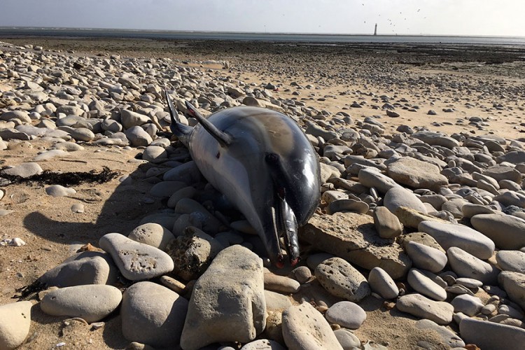 U Francuskoj od janura 1.100 mrtvih delfina