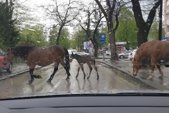 Konji šetaju centrom Banjaluke