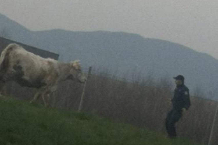 Hrvatski policajci satima ganjali dvije "odbjegle" krave