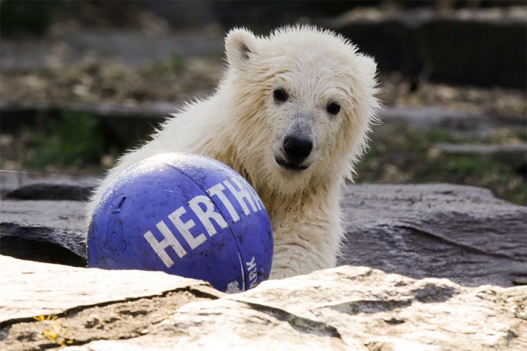 Berlinski zoo vrt nazvao mladunče medvjeda po gradskom fudbalskom klubu