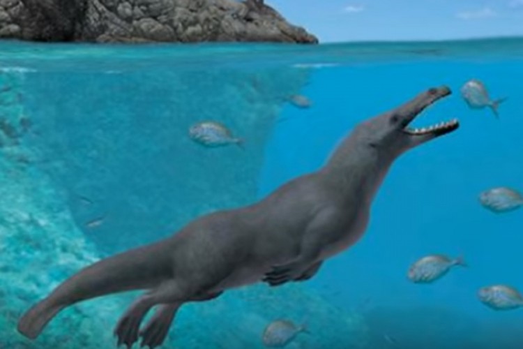 Pronađen fosil kita sa četiri noge