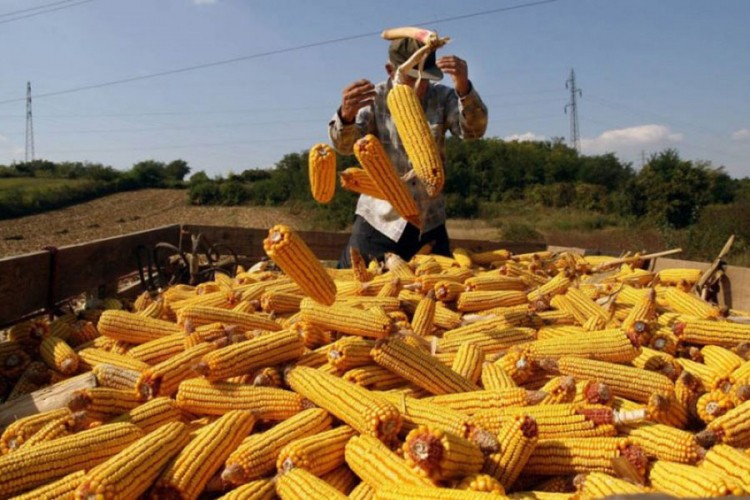 Podrška proizvođačima merkantilnog kukuruza