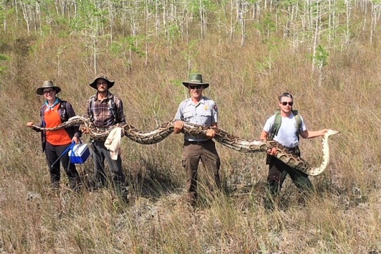 Na Floridi ulovljen burmanski piton dug 5,2 metra