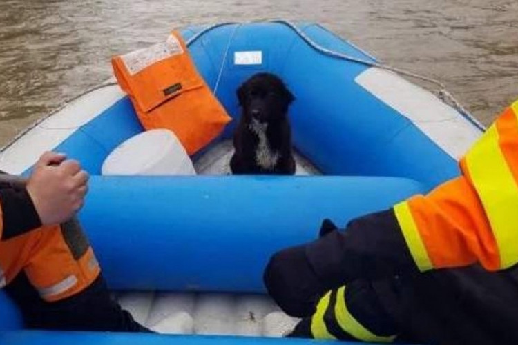 Preplašenog psa spasili iz ledene Bosne